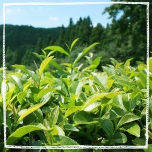 Matcha Powder NZ