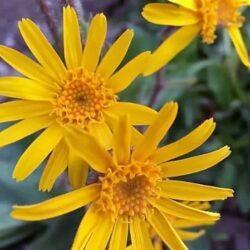 Arnica Seeds