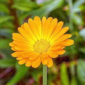 Calendula Seeds
