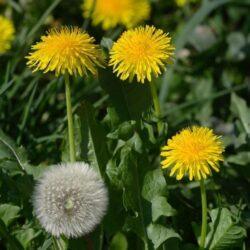 Dandelion Seeds