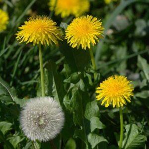 Dandelion Seeds