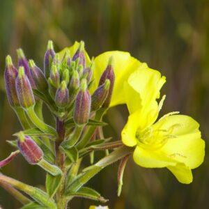 Evening Primrose Seeds