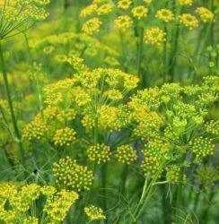 Fennel Seeds