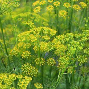 Fennel Seeds
