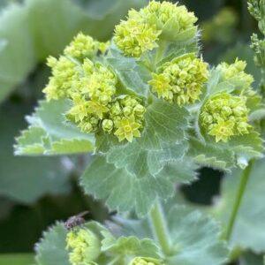 Lady’s Mantle Seeds