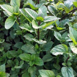 Peppermint Seeds