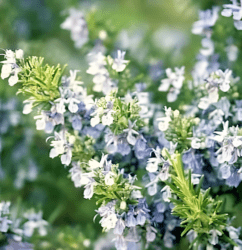 Rosemary Seeds (Salvia rosmarinus)