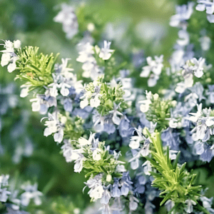 Rosemary Seeds (Salvia rosmarinus)