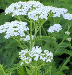 Yarrow Seeds