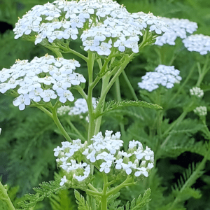 Yarrow Seeds
